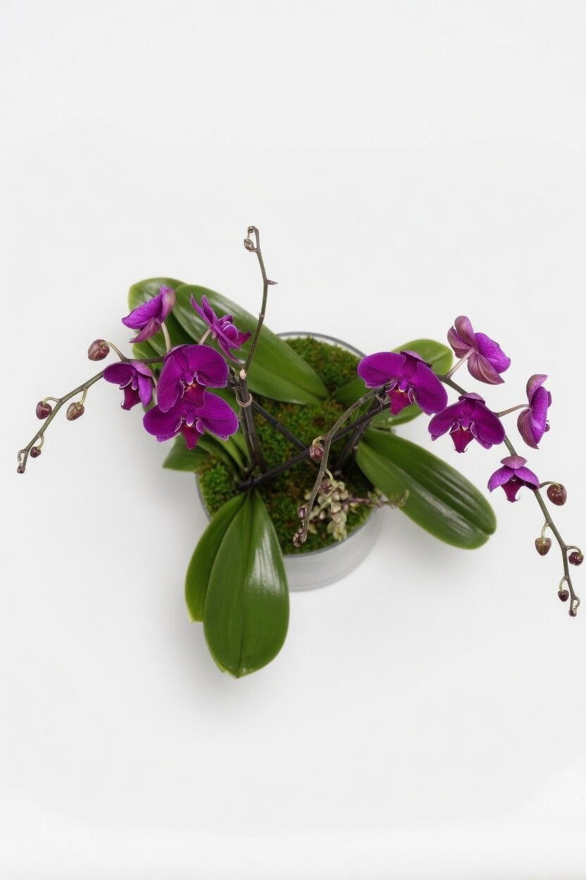 Double Stem Orchid