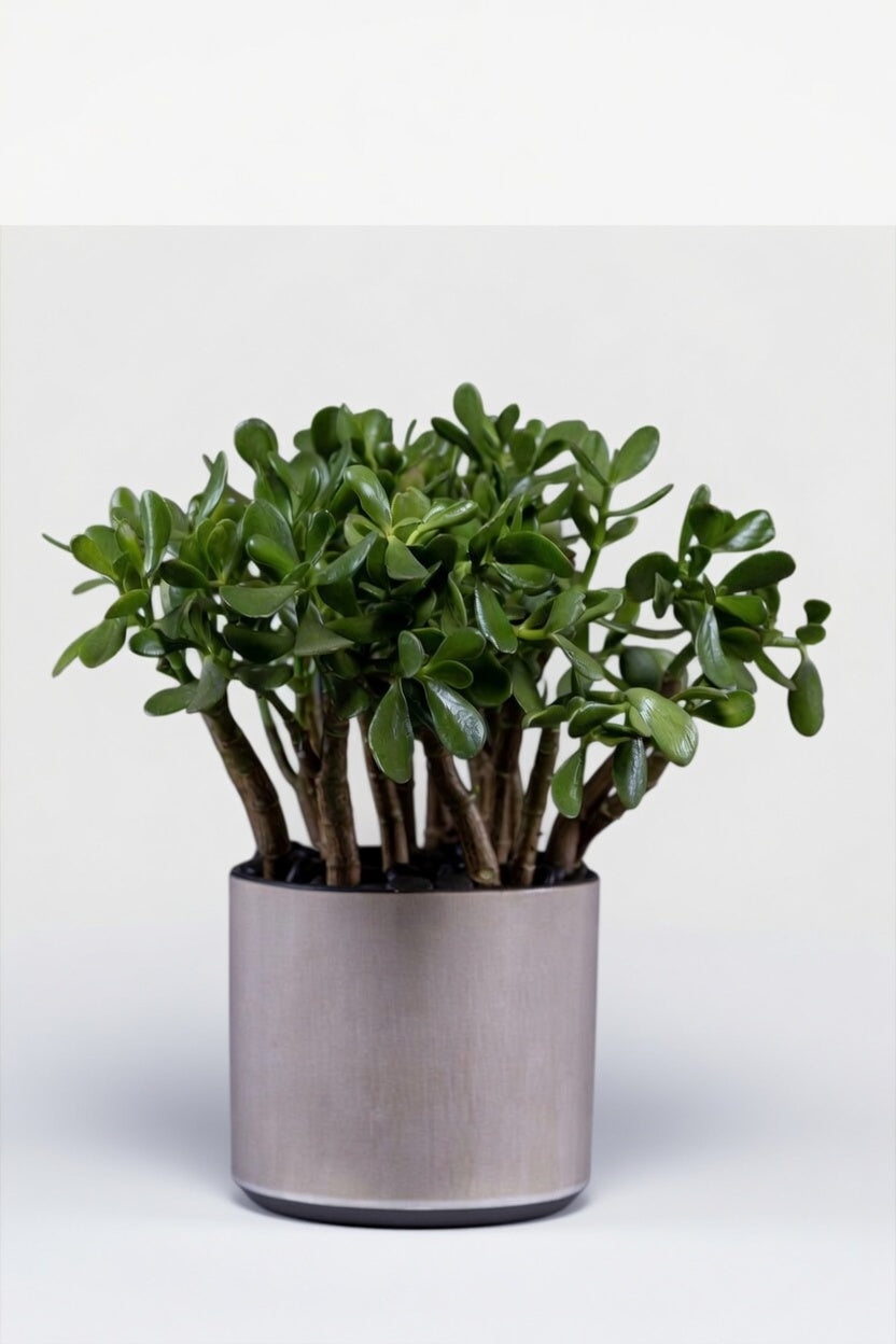 Jade