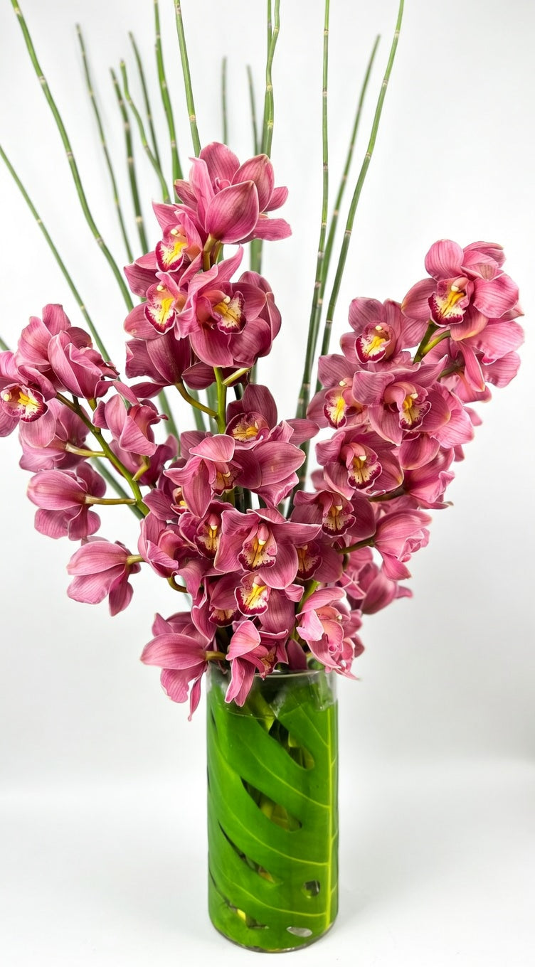 Pink Cymbidium