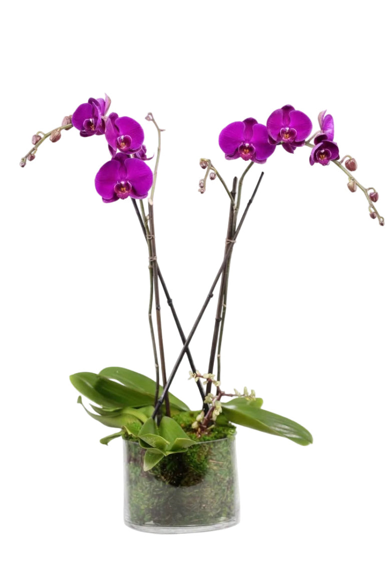 Double Stem Orchid