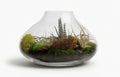 Small Terrarium