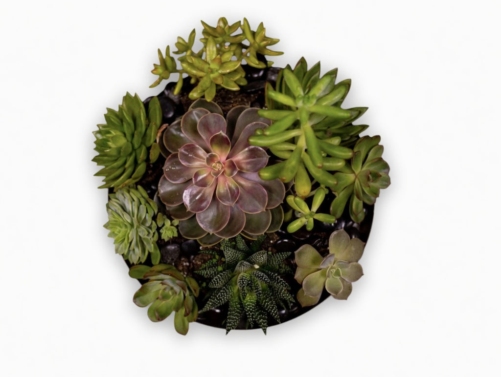 Succulent Garden