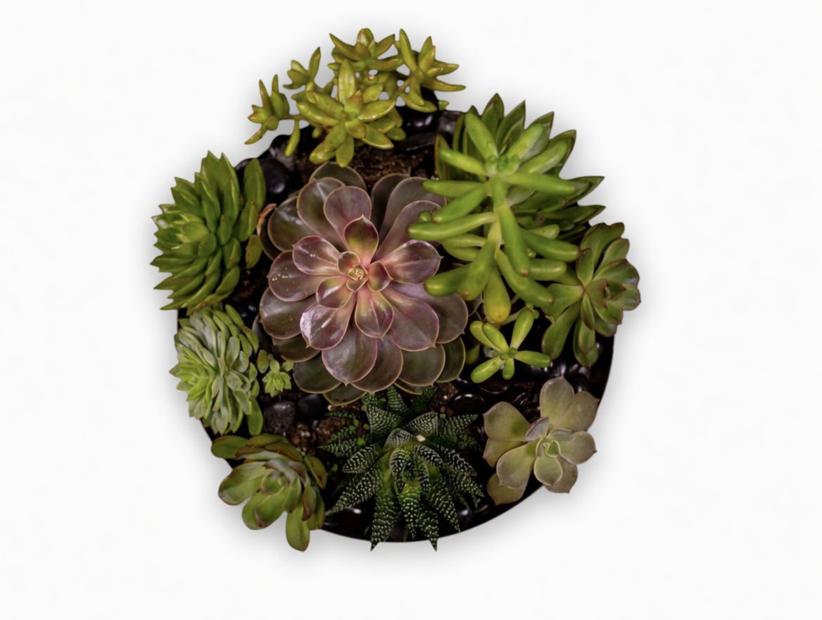Succulent Garden