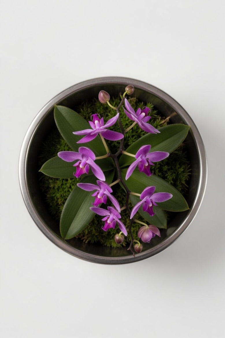 Single Stem Orchid