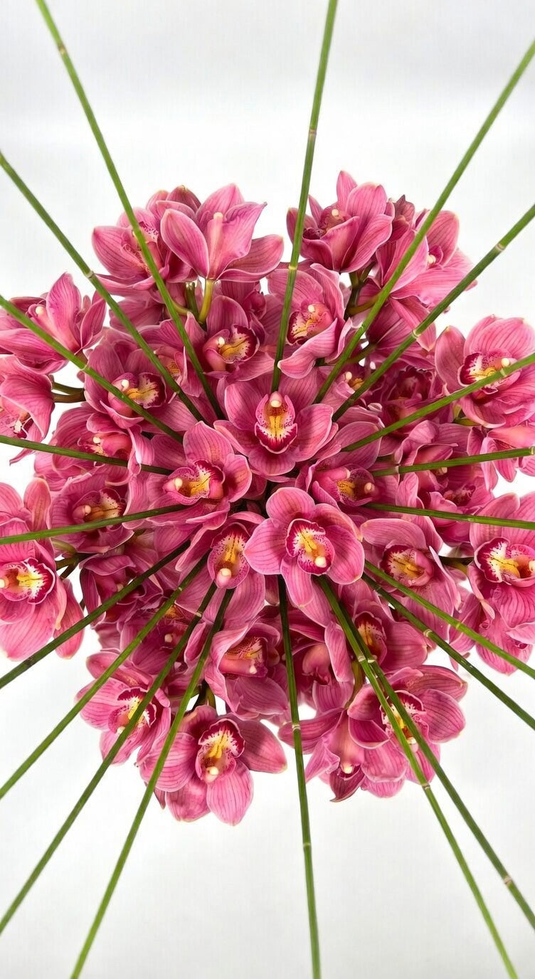 Pink Cymbidium