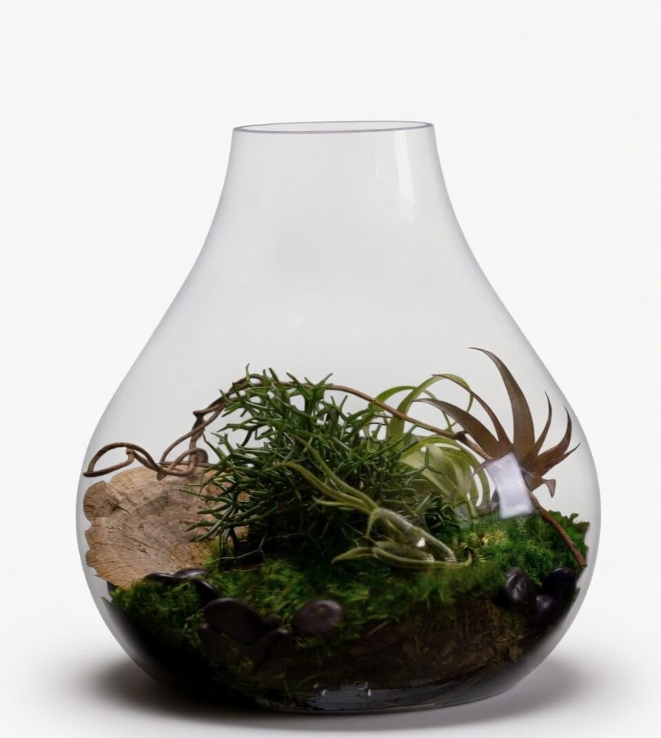 Large Terrarium