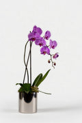 Single Stem Orchid