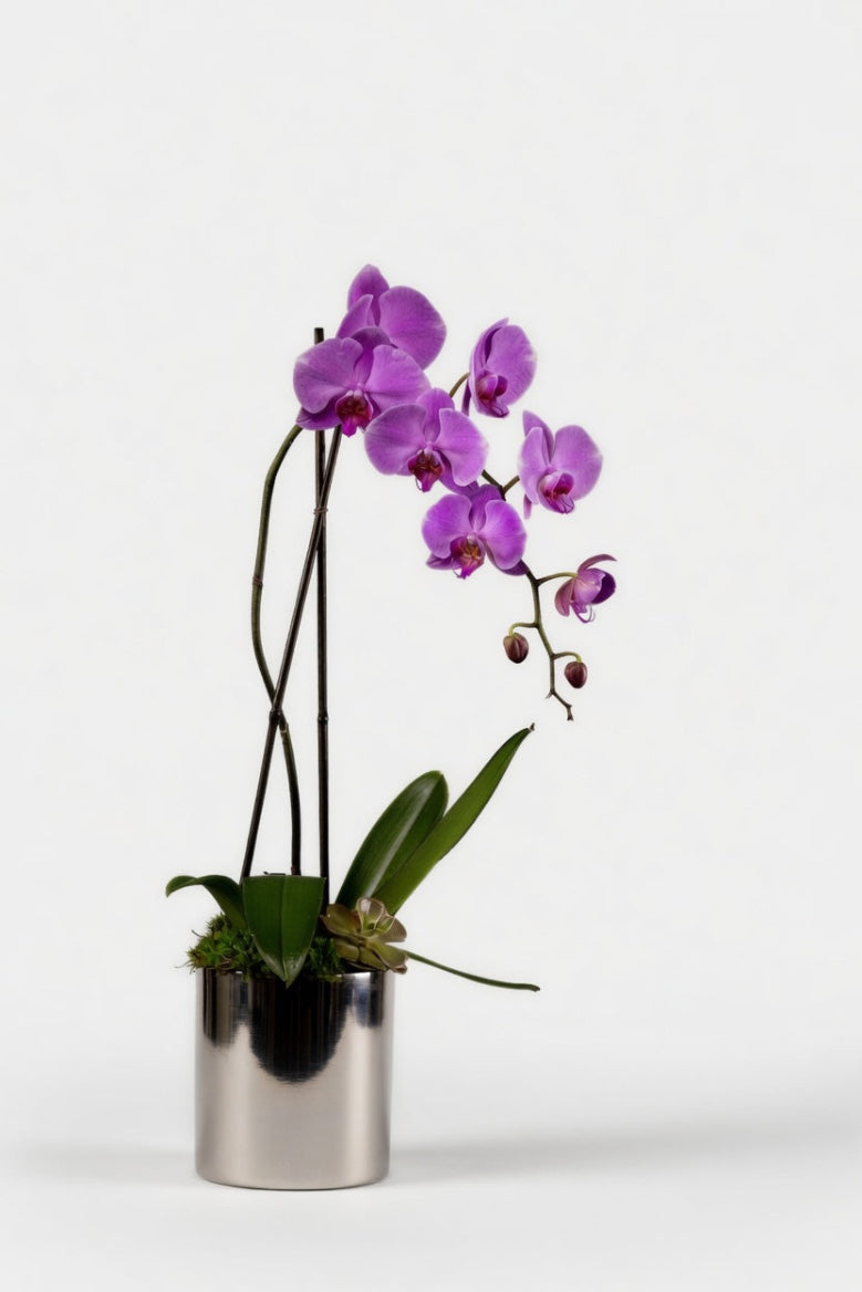 Single Stem Orchid