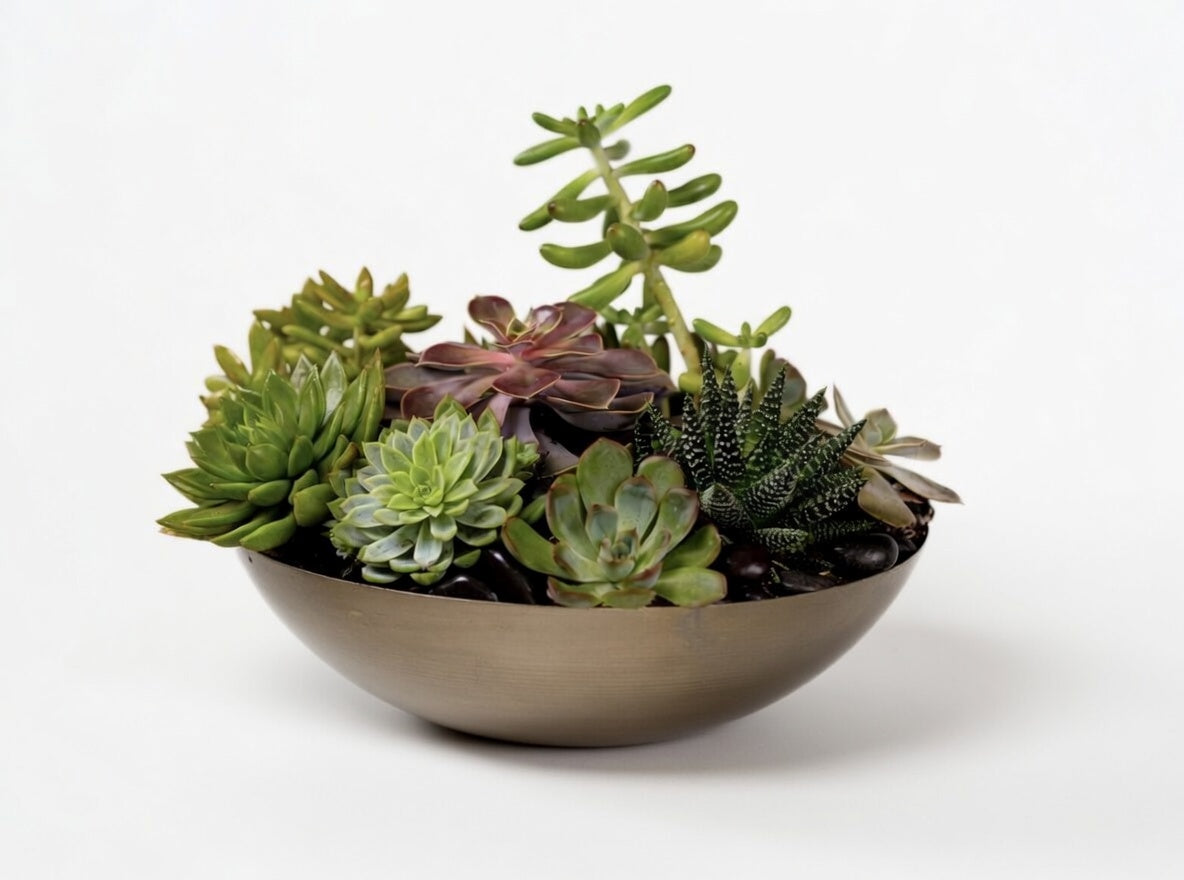 Succulent Garden