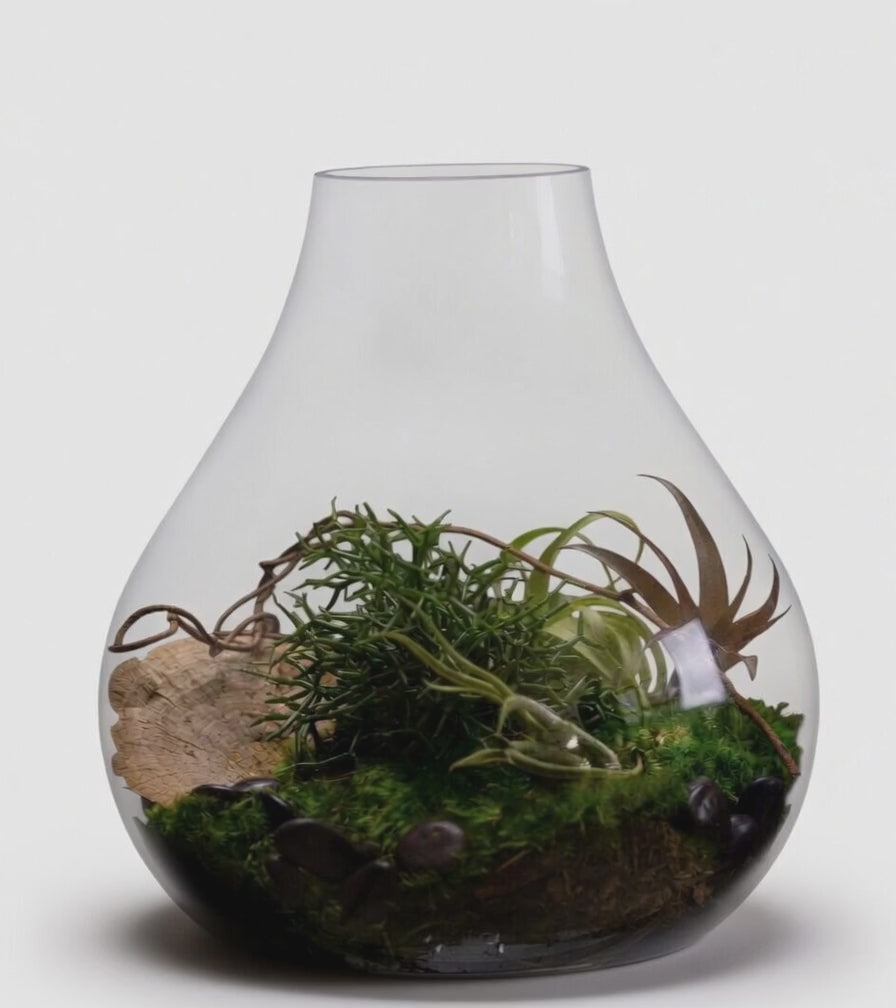 Large Terrarium
