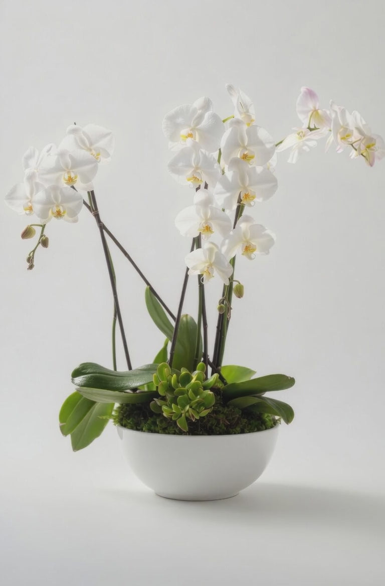 Triple Stem Orchid