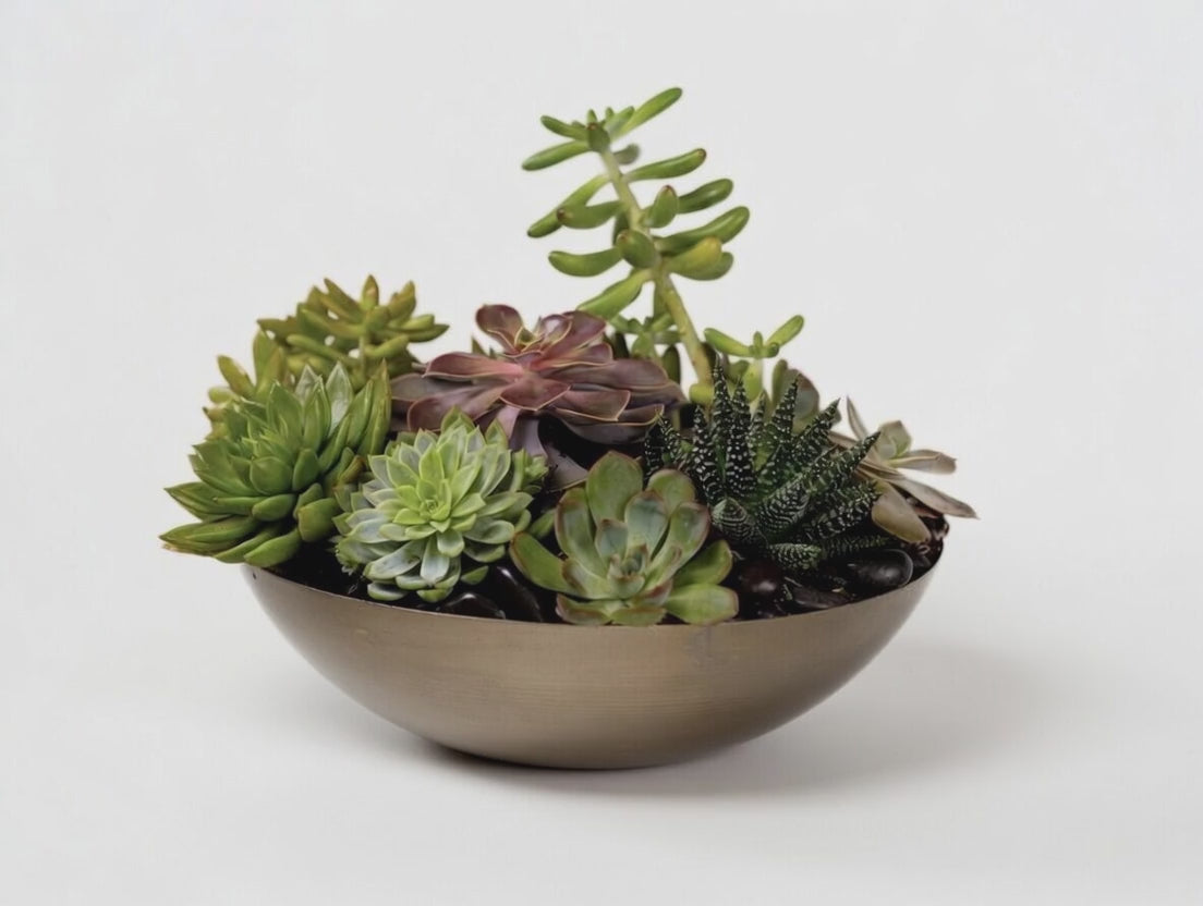 Succulent Garden