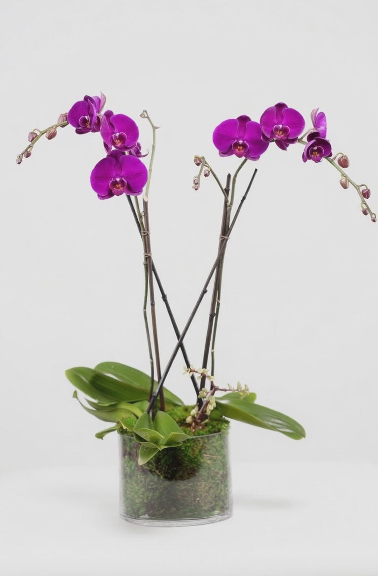 Double Stem Orchid