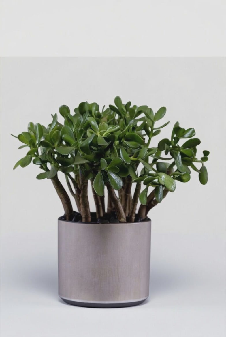 Jade