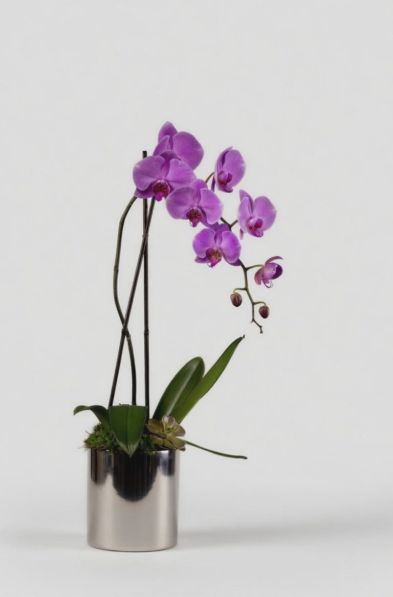 Single Stem Orchid