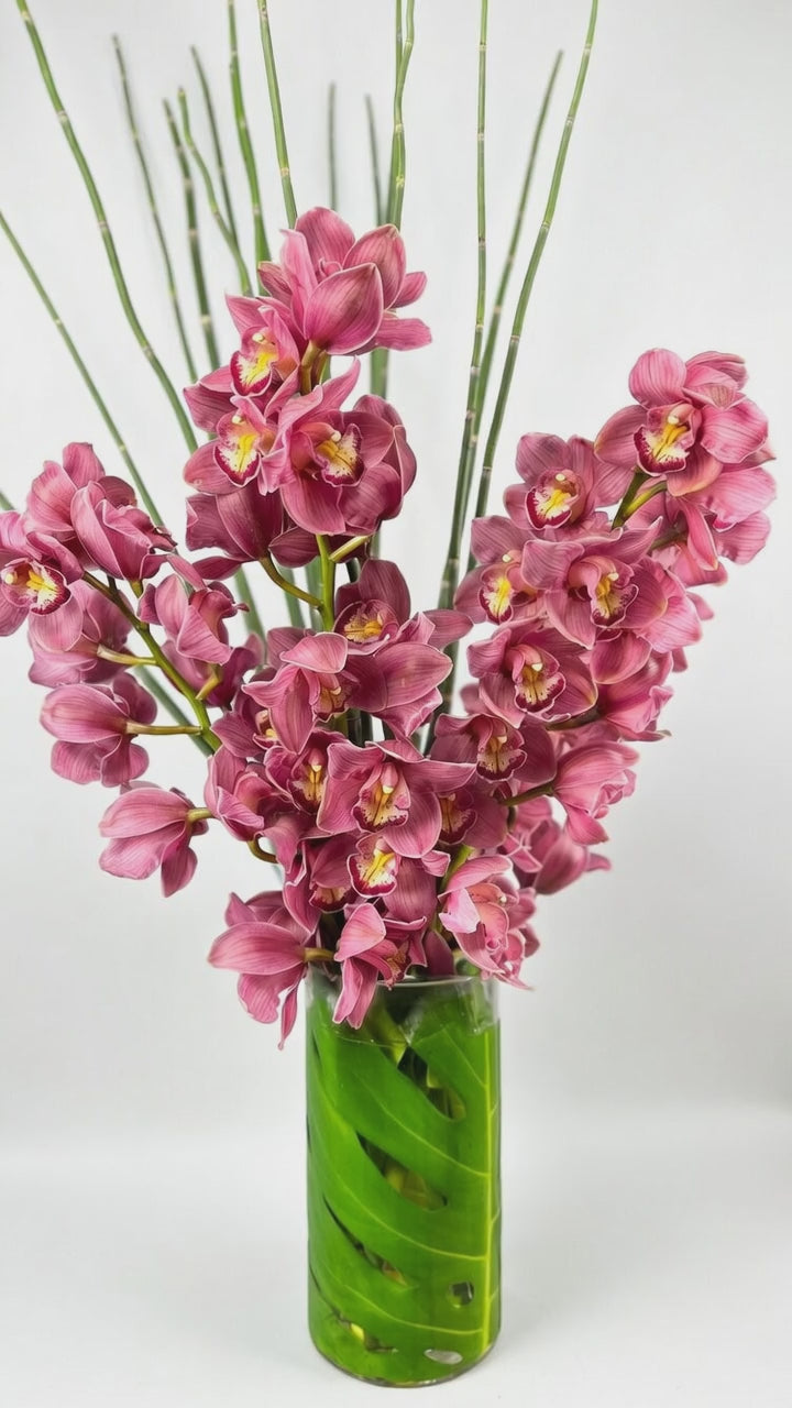 Pink Cymbidium